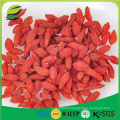 Herbe chinoise aux baies de Goji (gouqi) / Wolfberry